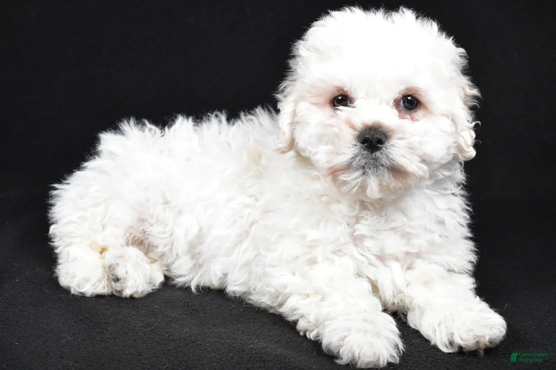 Teddy Bear dogs for sale: Cissy - Ad 4