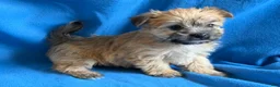 Morkie dogs for sale: Priscilla - Ad 3