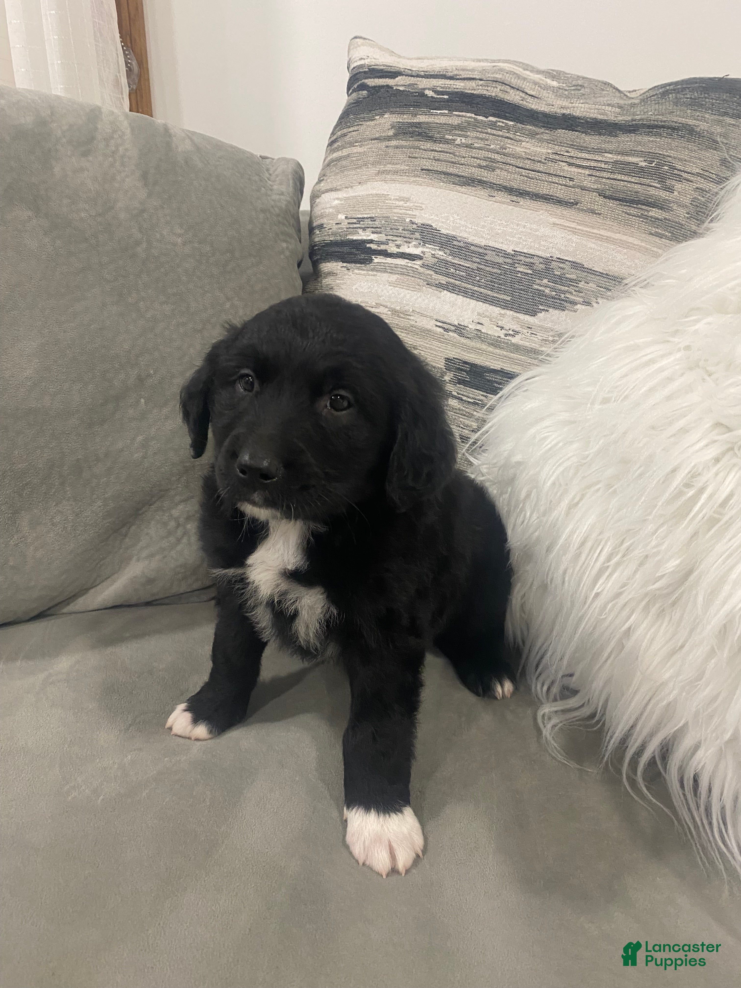 Mixed Breed dogs Max - Ad 2