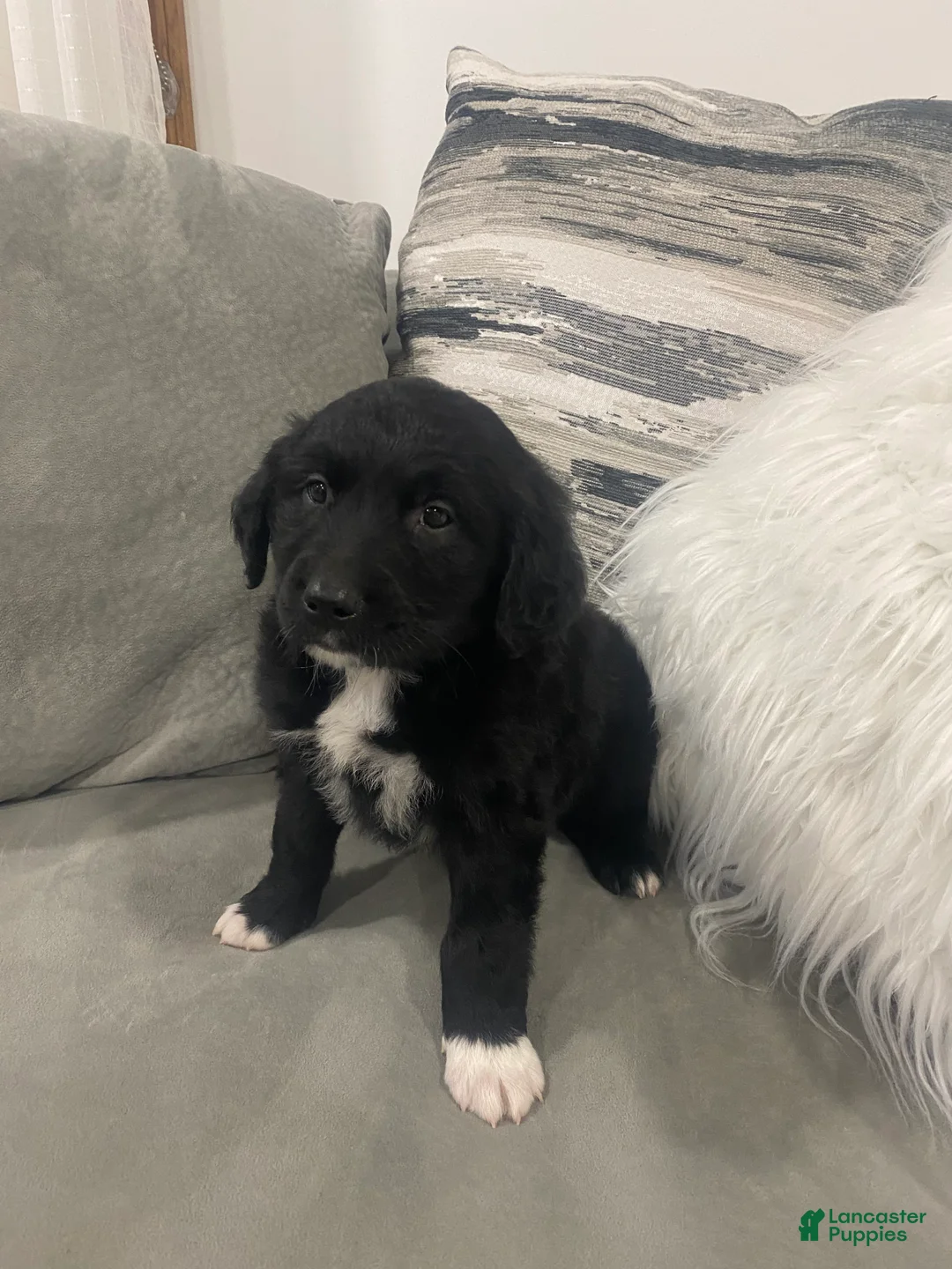 Mixed Breed dogs for sale: Max - Ad 2