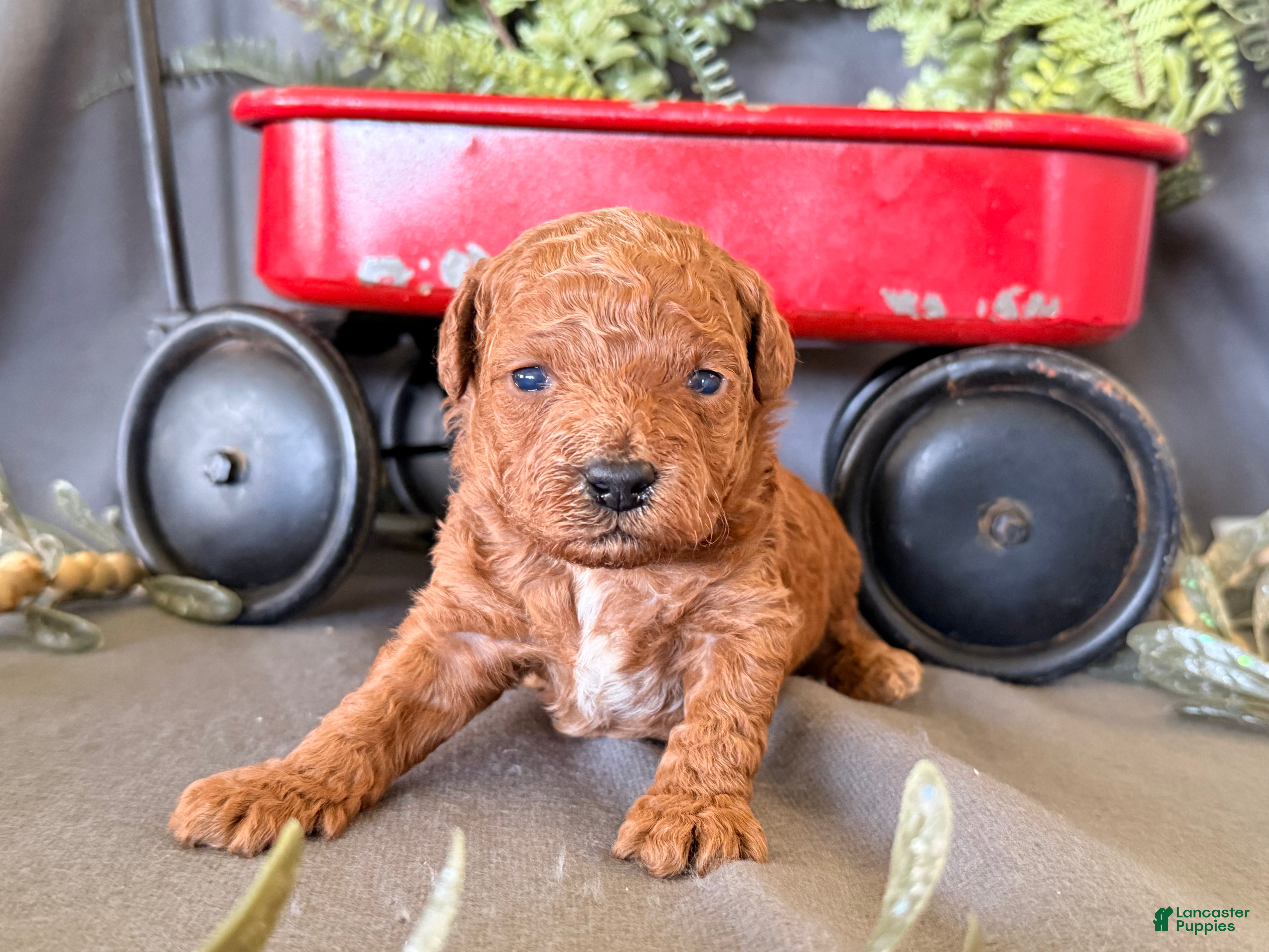 Toy Poodle dogs Russell  - Ad 1