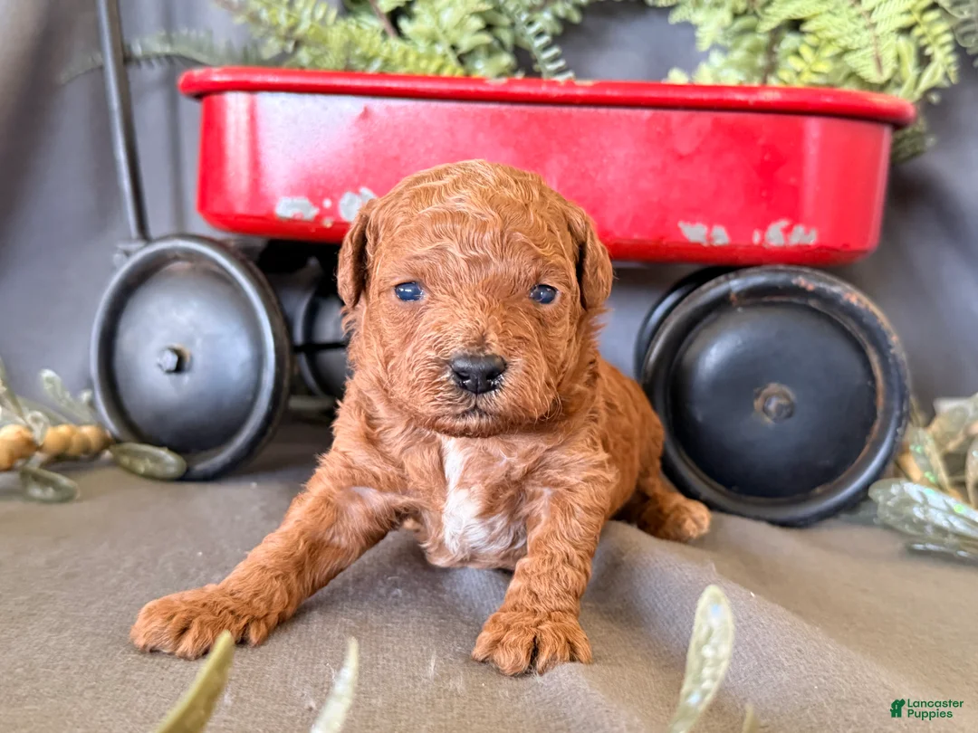 Toy Poodle dogs for sale: Russell  - Ad 1