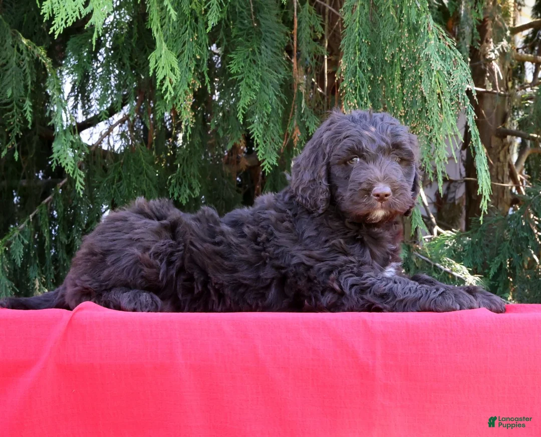 Newfypoo dogs for sale: Bonnie - Ad 2