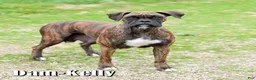 Boxer dogs for sale: Leo - Ad 10