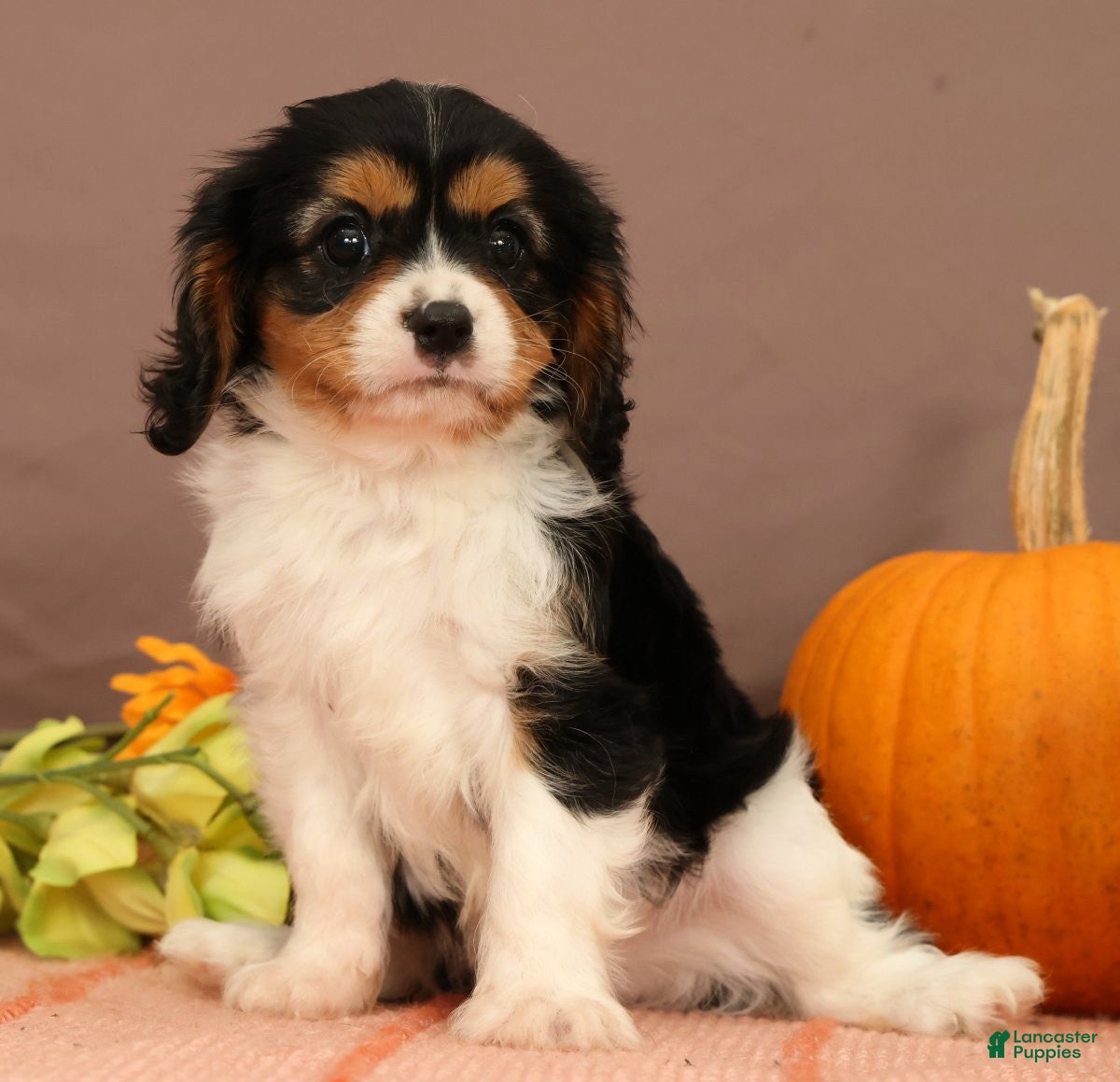 Cavalier King Charles Spaniel dogs Ranger - Ad 2