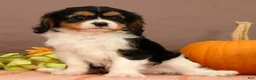 Cavalier King Charles Spaniel dogs for sale: Ranger - Ad 2