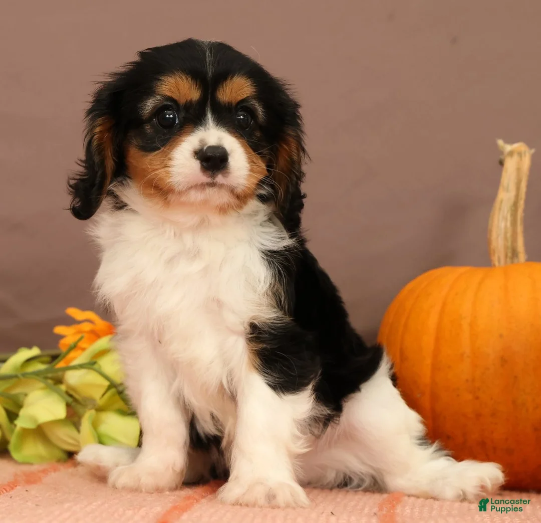 Cavalier King Charles Spaniel dogs for sale: Ranger - Ad 2