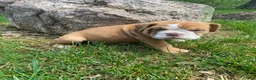 Mixed Breed dogs for sale: Princess - Ad 6