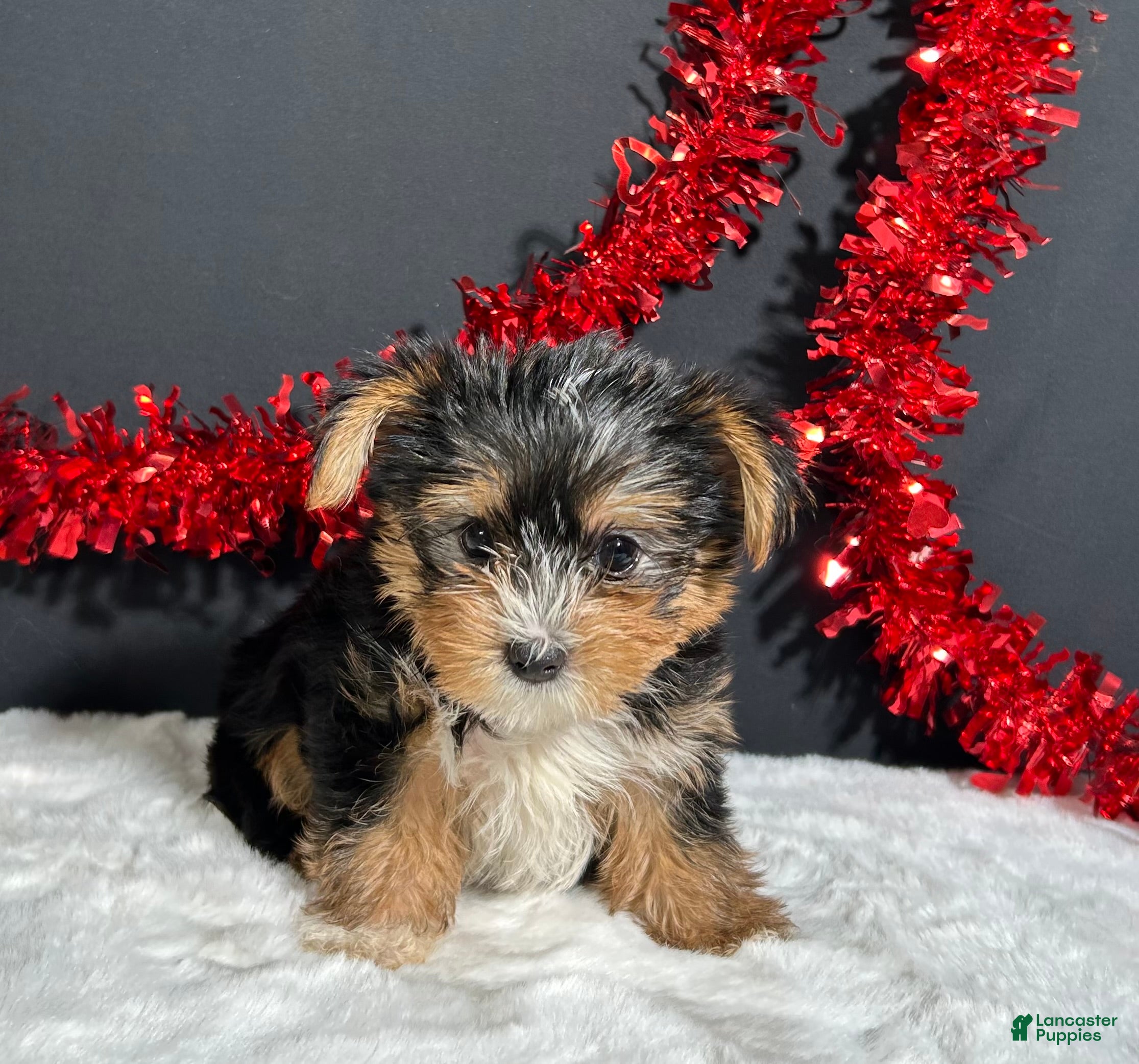 Yorkshire Terrier dogs Luke - Ad 35