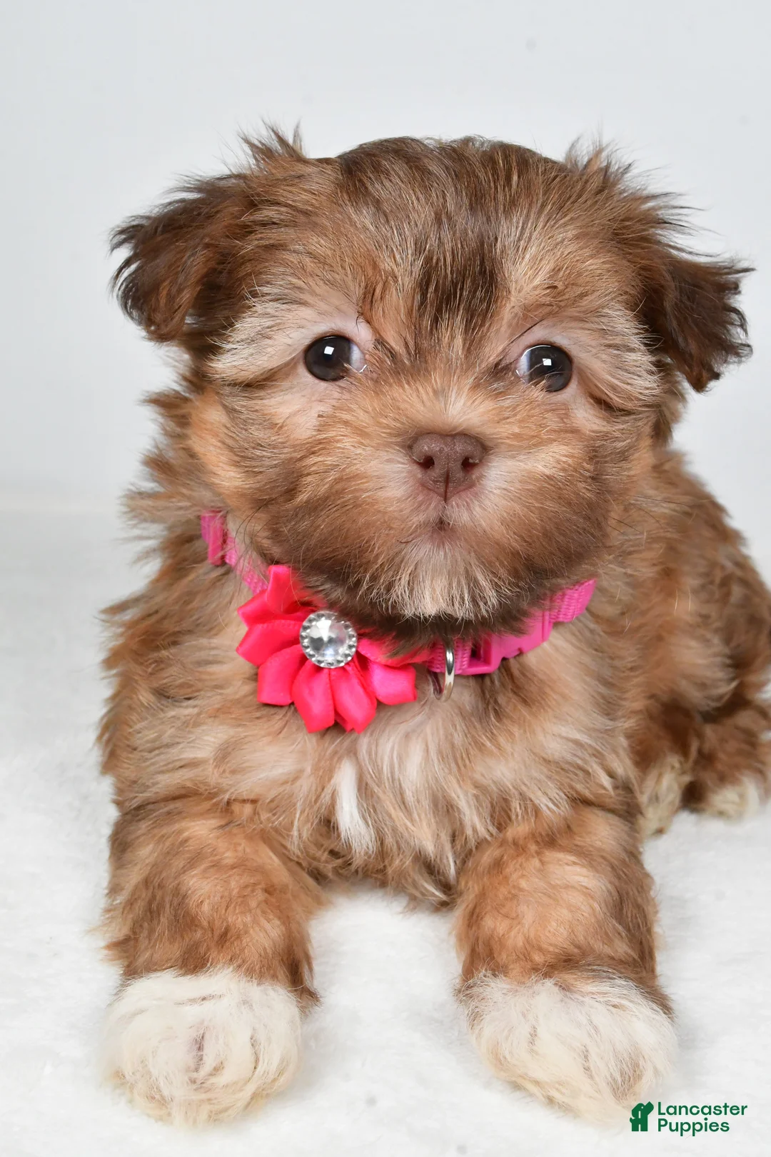 Havanese dogs for sale: Hailey - Ad 5