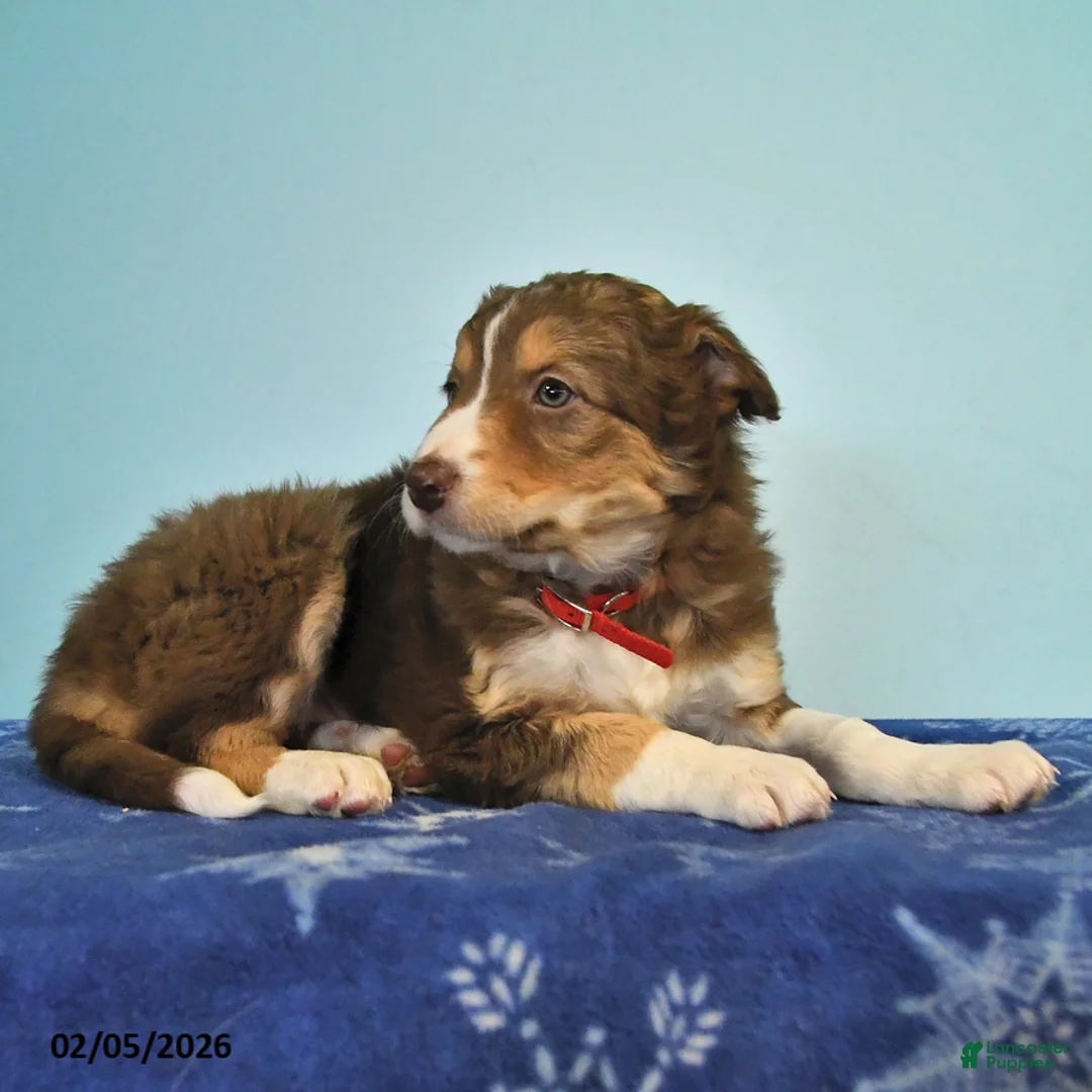 Mixed Breed dogs for sale: Lily - Ad 3