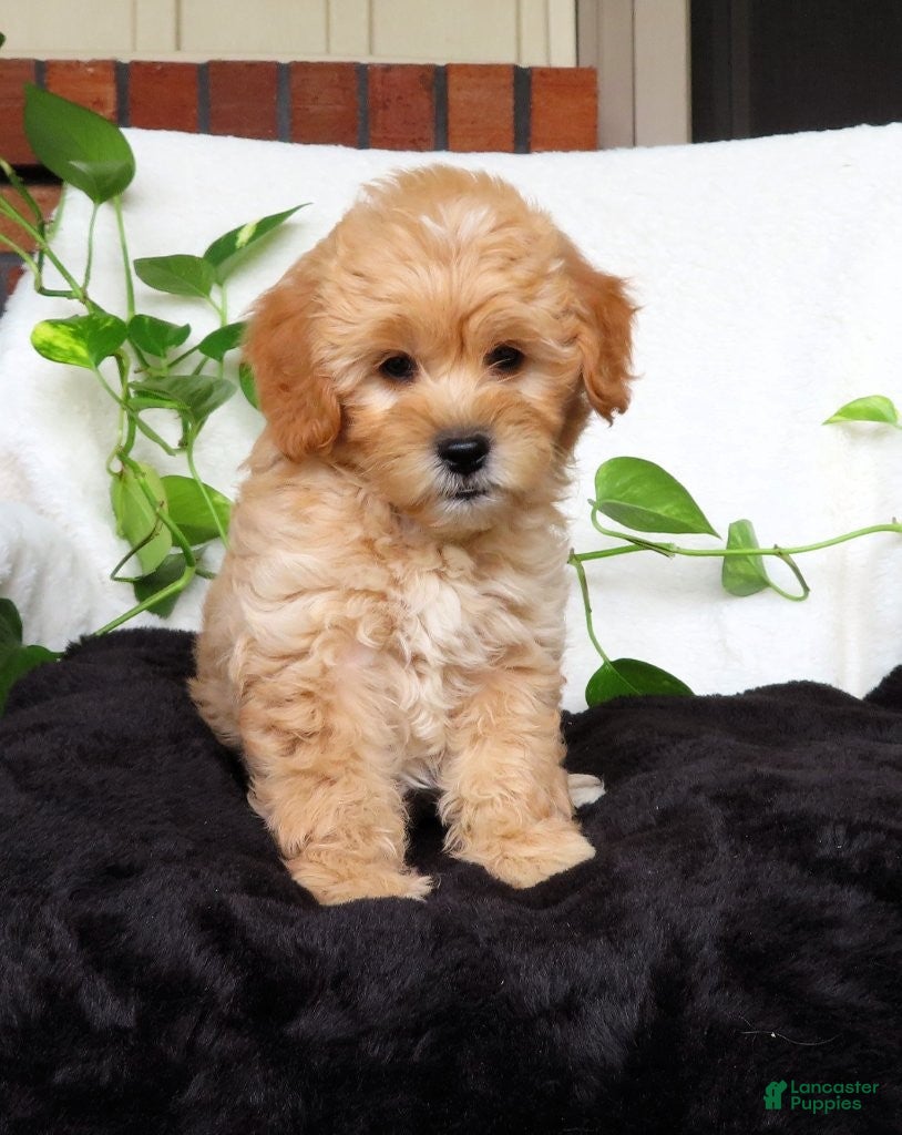 Mini Goldendoodle dogs Jewel - Ad 2
