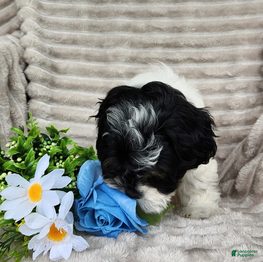 Shihpoo dogs for sale: Carter - Ad 11