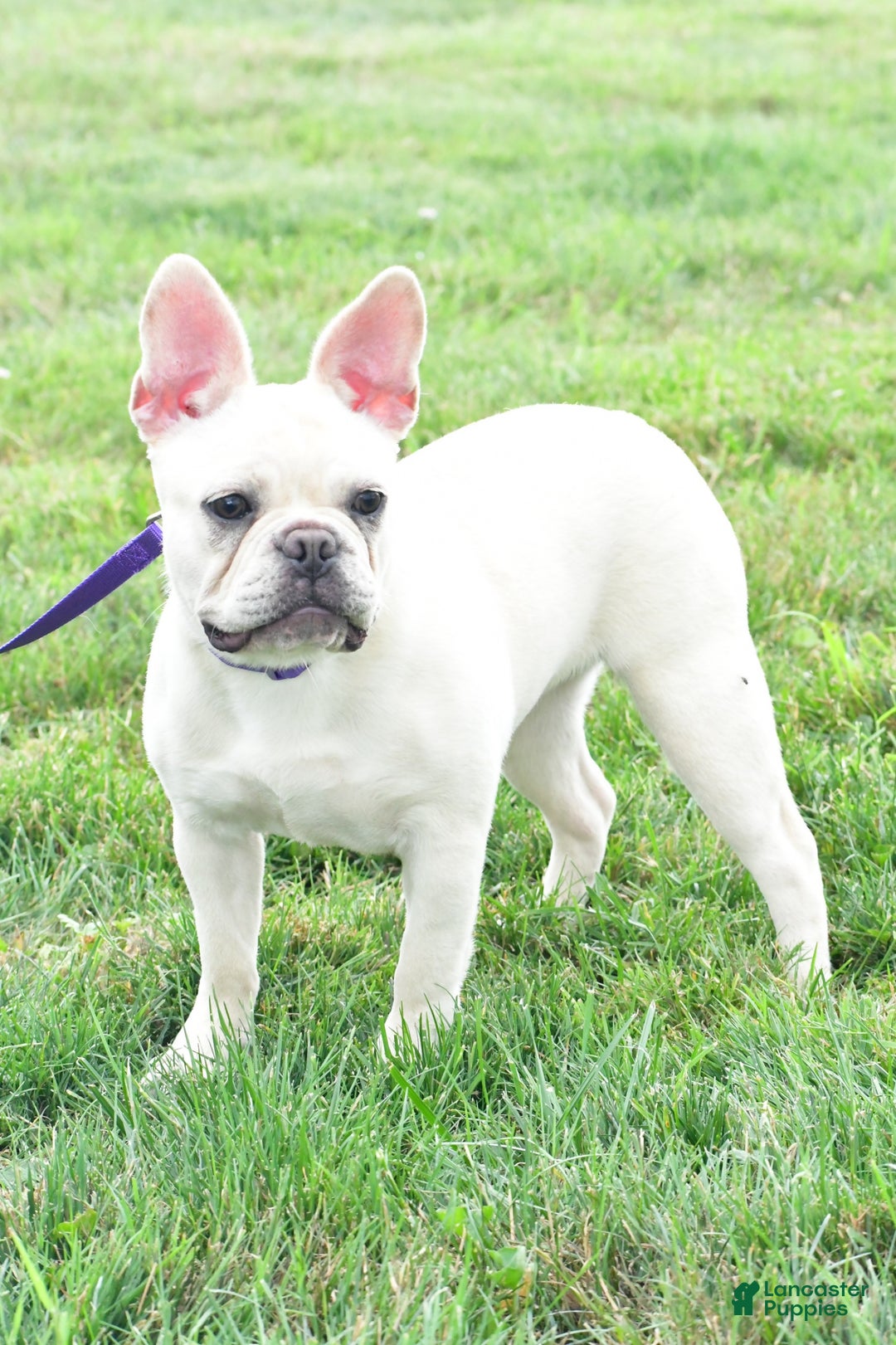 Mixed Breed dogs for sale: Randy - Ad 7