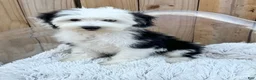 Mini Bernedoodle dogs for sale: Norris - Ad 3