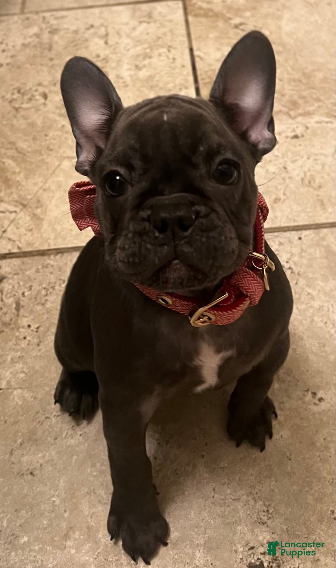 Gallery Image {{count}}