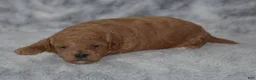 Miniature Poodle dogs for sale: Louie - Ad 3