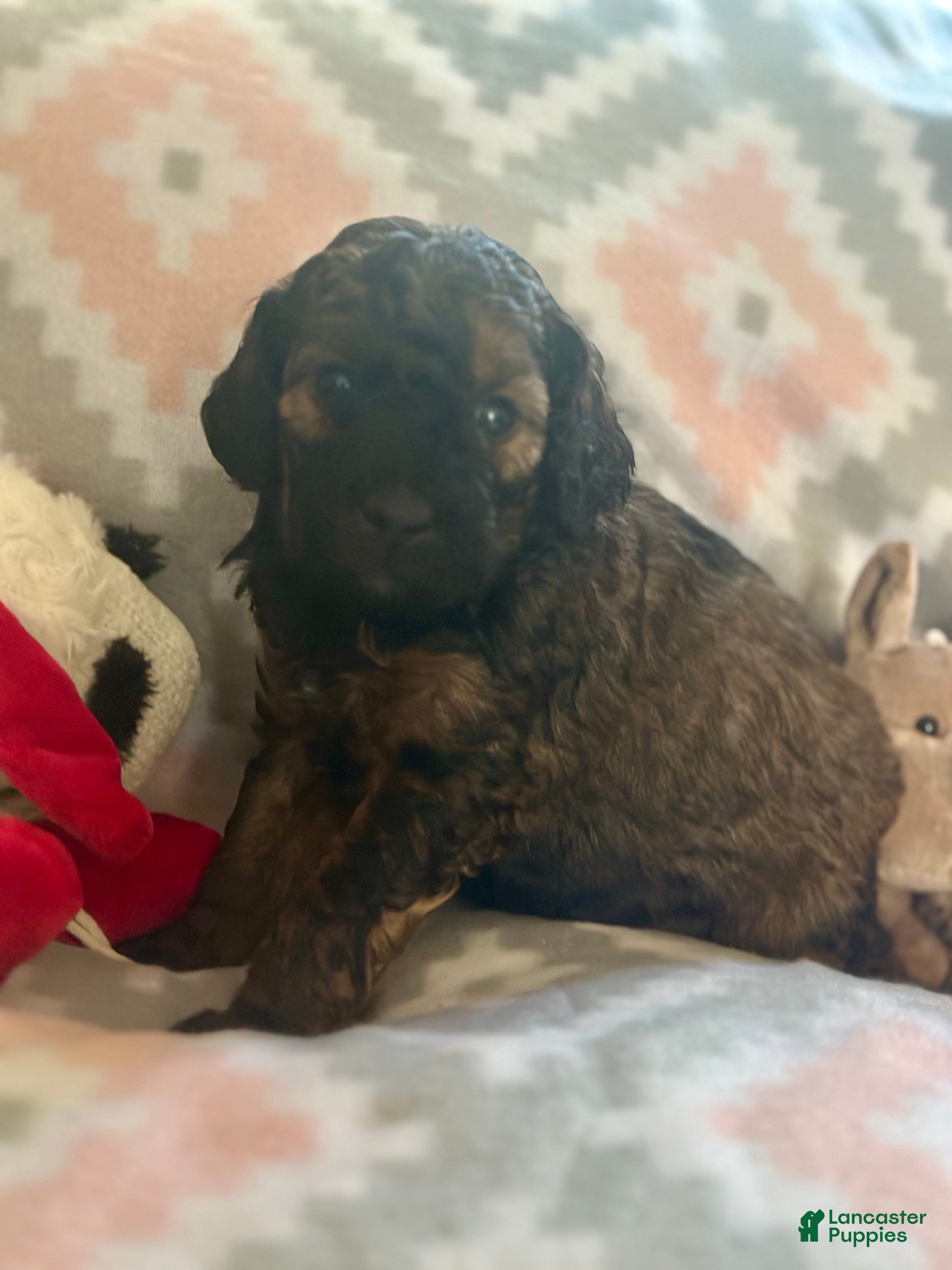 Mini Goldendoodle dogs F1bmini goldendoodles - Ad 1