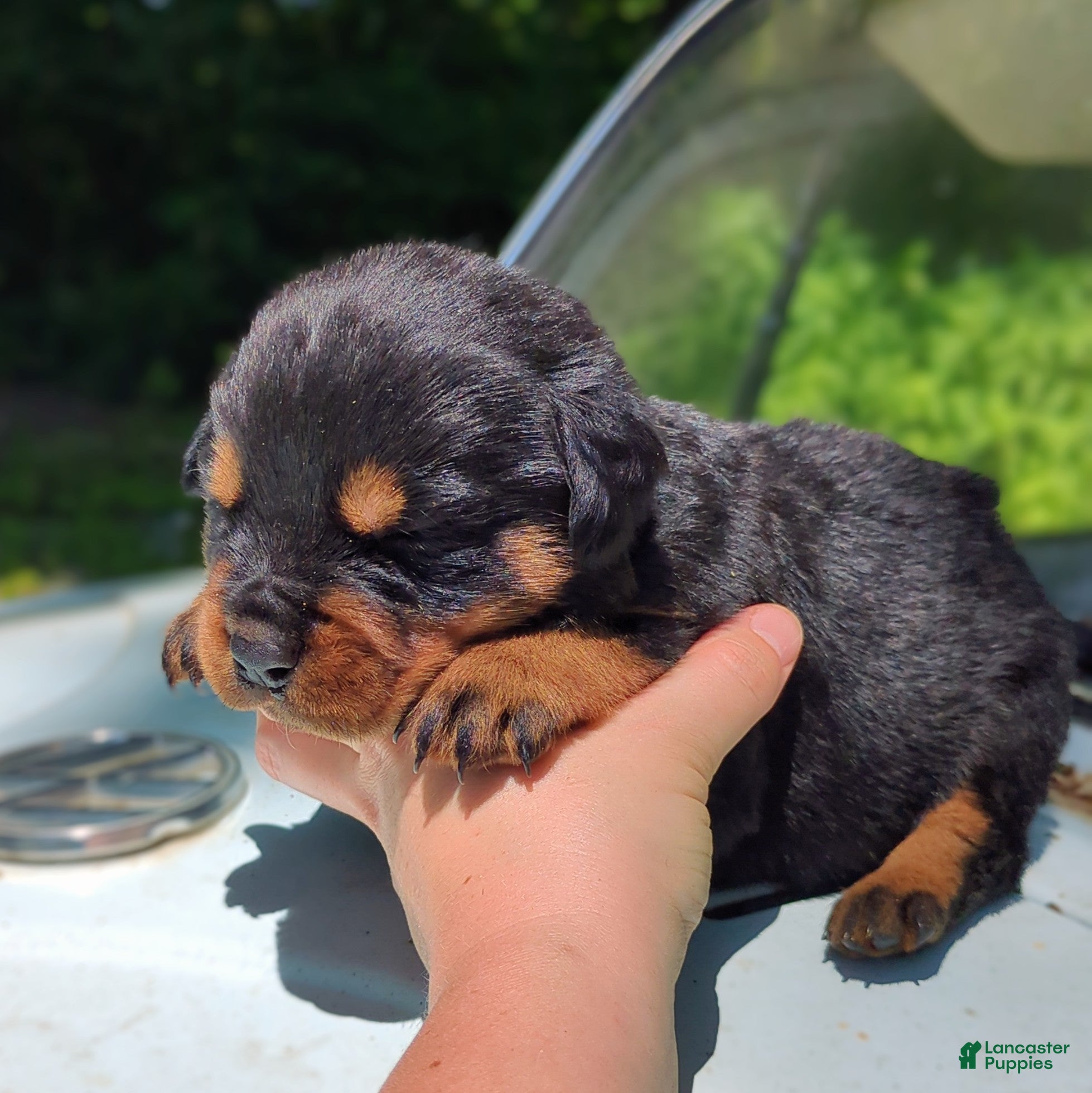 Rottweiler dogs for sale: Diesel - Ad 3