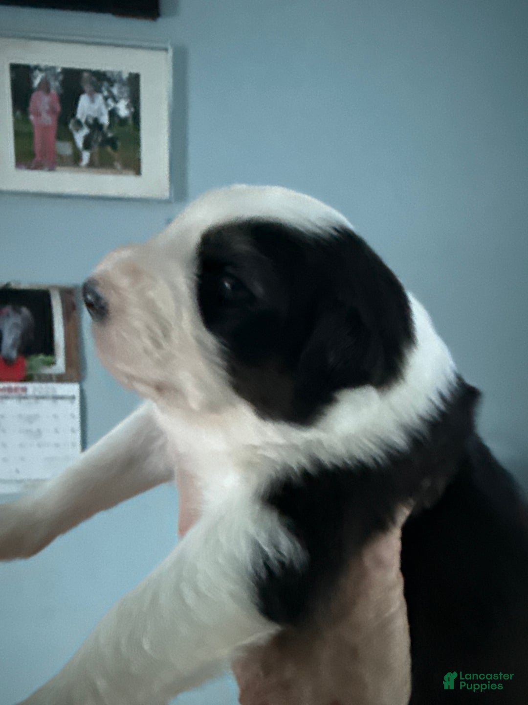 Australian Shepherd dogs for sale: Australian Shepherd Puppy 4 - Ad 3