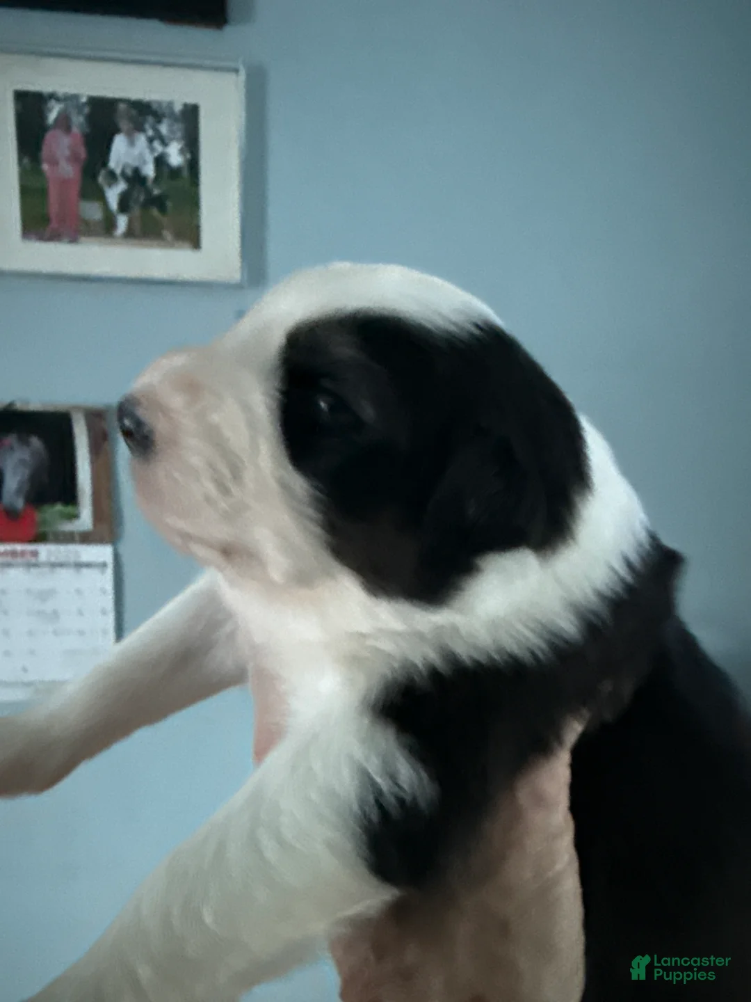 Australian Shepherd dogs for sale: Australian Shepherd Puppy 4 - Ad 5