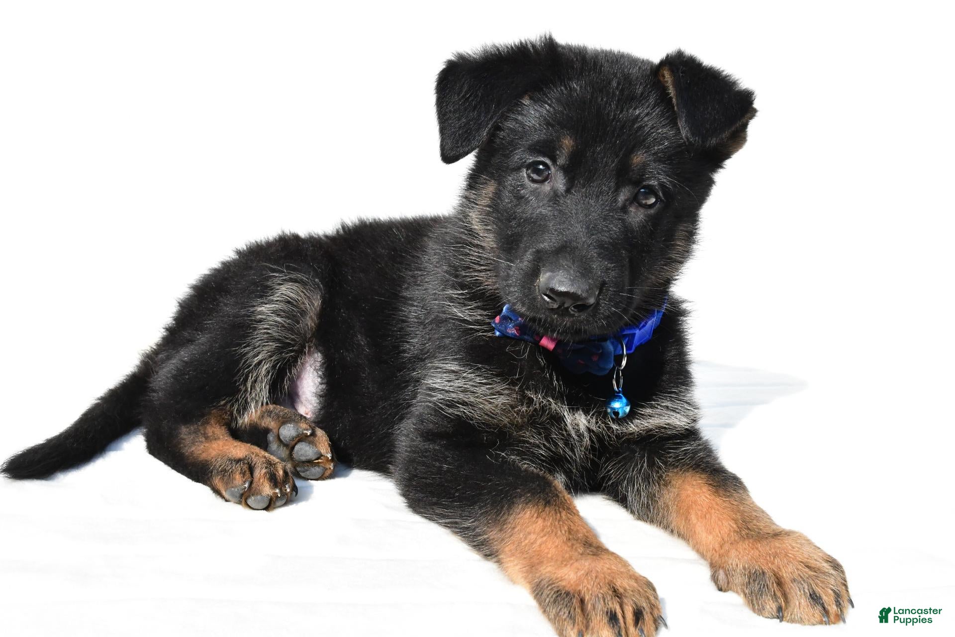 German Shepherd dogs Lincoln - Ad 1