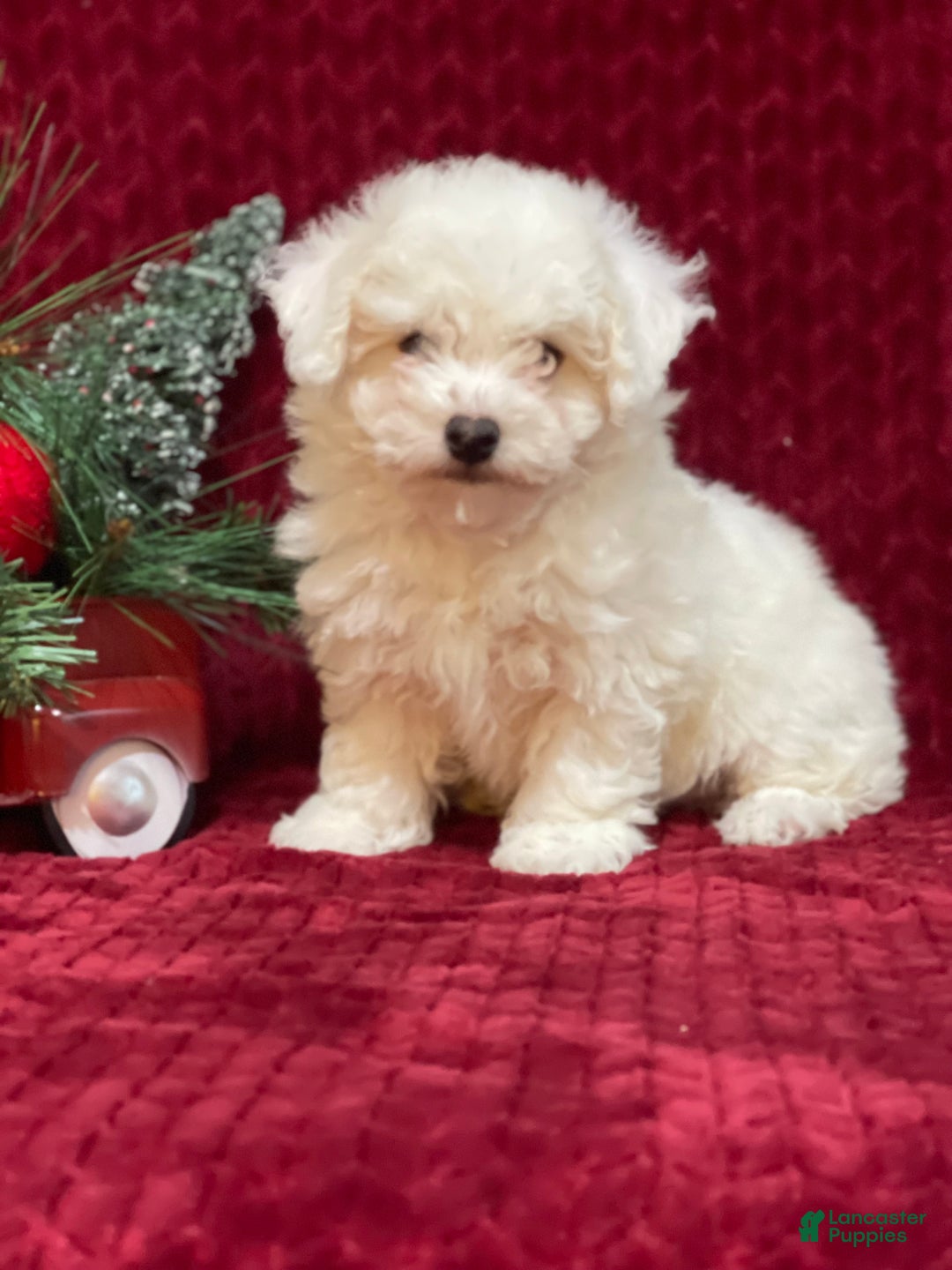Bichon Frise dogs for sale: Rover - Ad 2