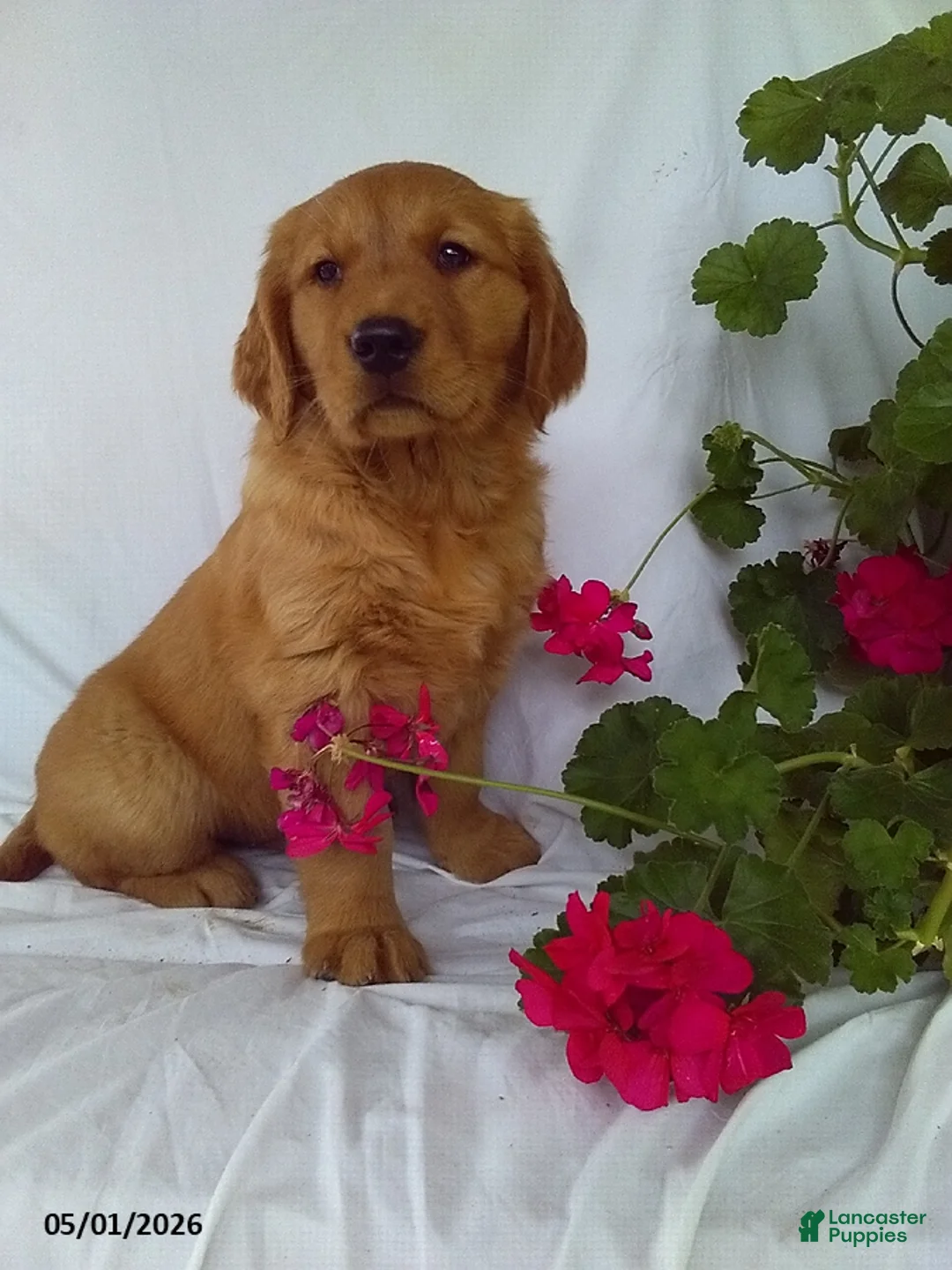 Golden Retriever dogs for sale: Jasper - Ad 1