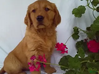 Golden Retriever dogs for sale: Jasper - Ad 2
