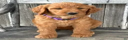 Irish Doodle dogs for sale: Charlotte  - Ad 15