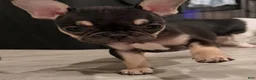 French Bulldog dogs for sale: Phoebe  - Ad 3