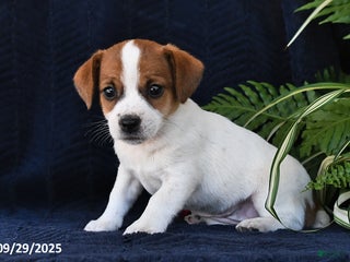 Jack Russell Terrier dogs - Ad 36