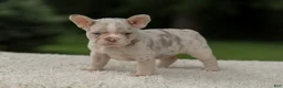 French Bulldog dogs for sale: Dora - Ad 9
