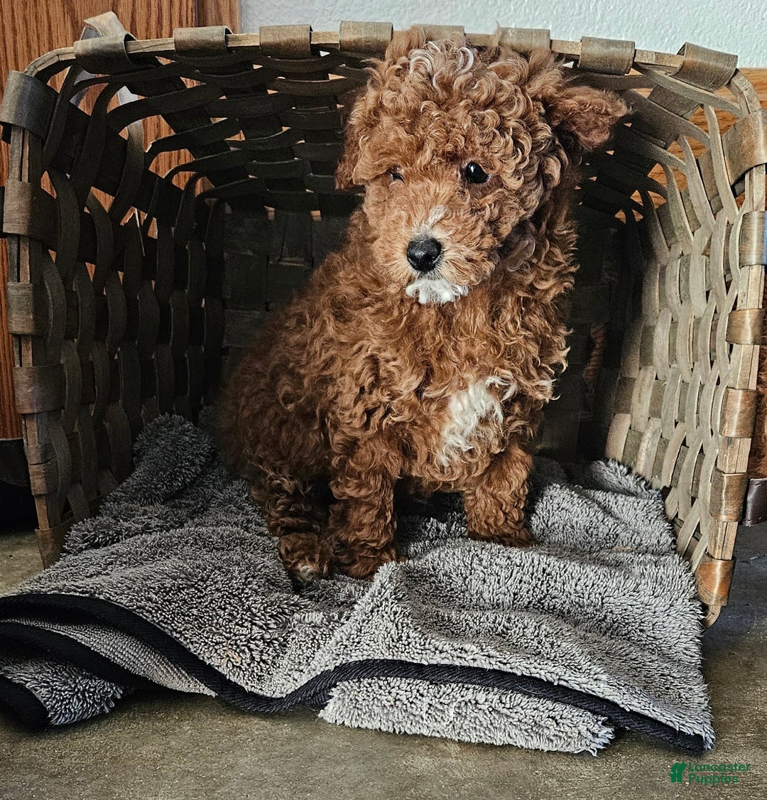 Miniature Poodle dogs for sale: Chase  - Ad 3