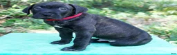 Cane Corso dogs for sale: Ozzy - Ad 1