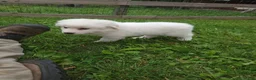 Great Pyrenees dogs for sale: Willow - Ad 2