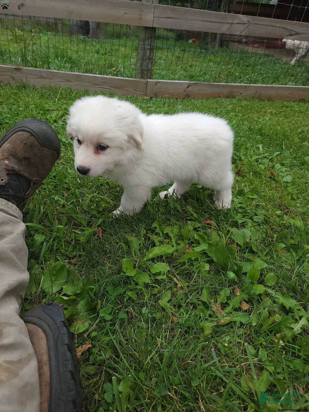 Great Pyrenees dogs for sale: Willow - Ad 2