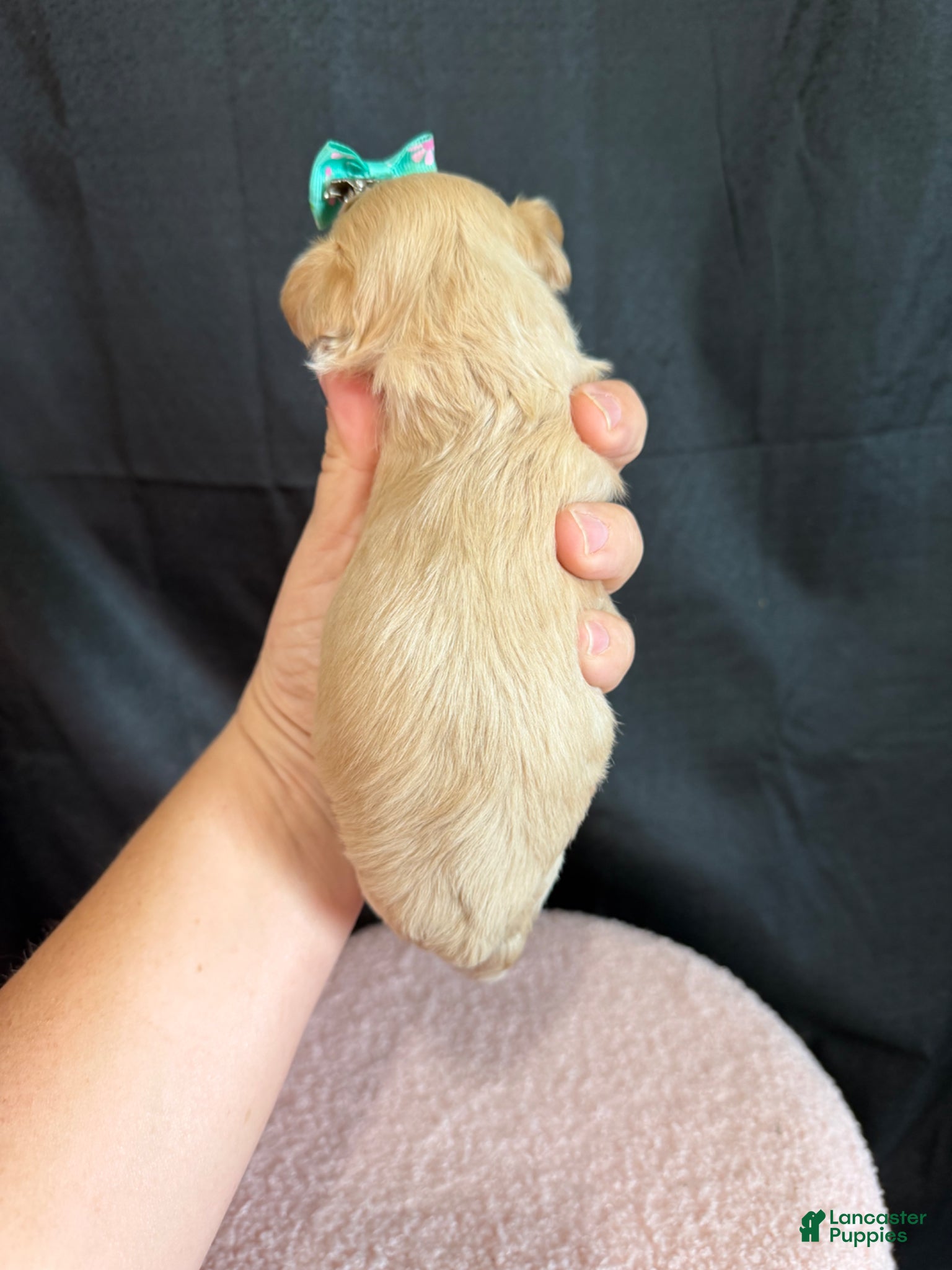 Maltipoo dogs for sale: Maltipoo! Turquoise Bow! - Ad 11