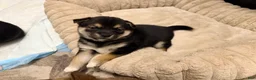 Shiba Inu dogs for sale: Shiba Inu 5 - Ad 4