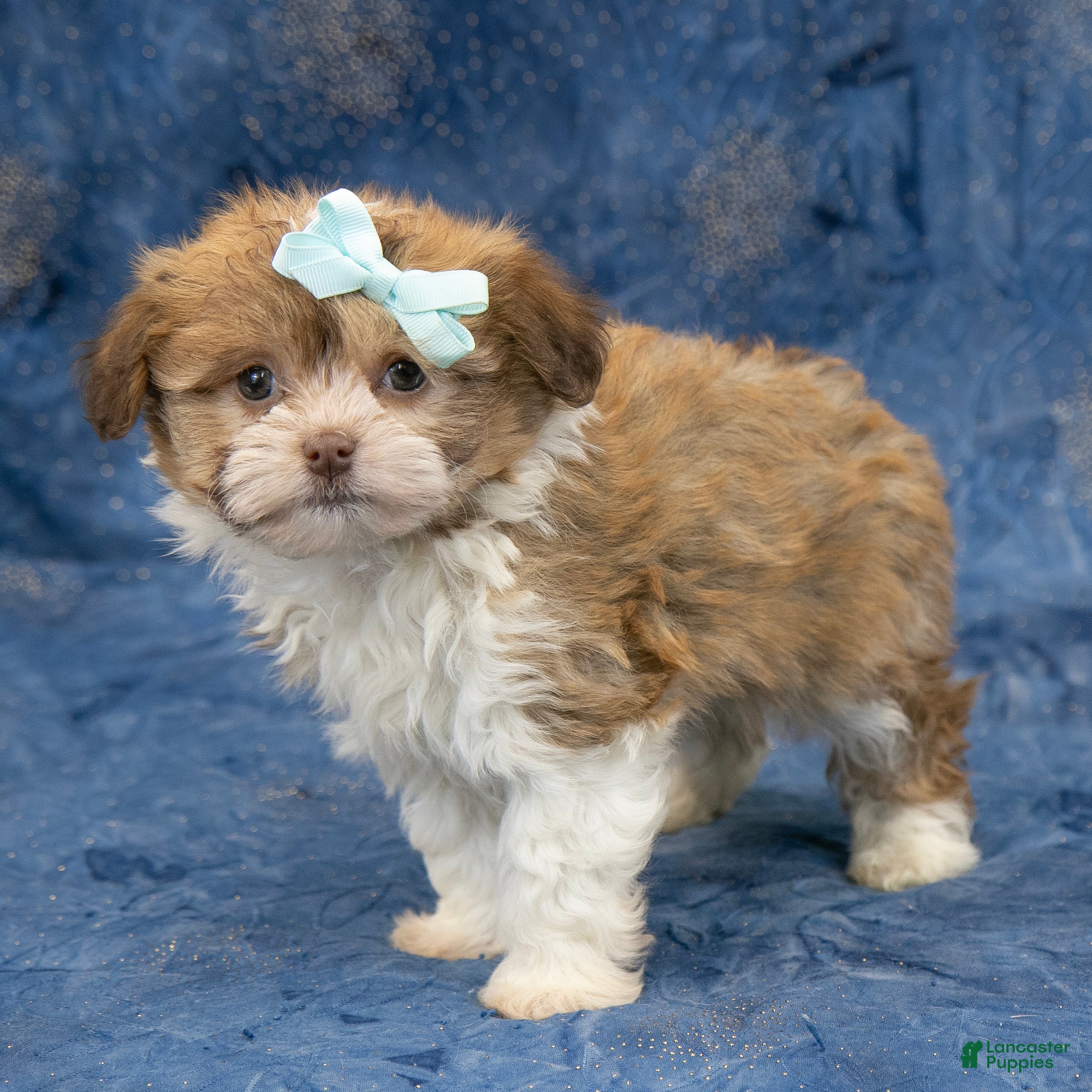Havanese dogs Zues - Ad 4