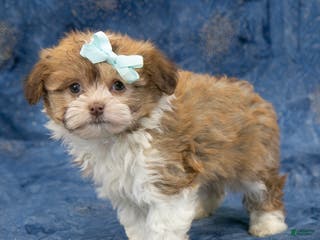 Havanese dogs Zues - Ad 4