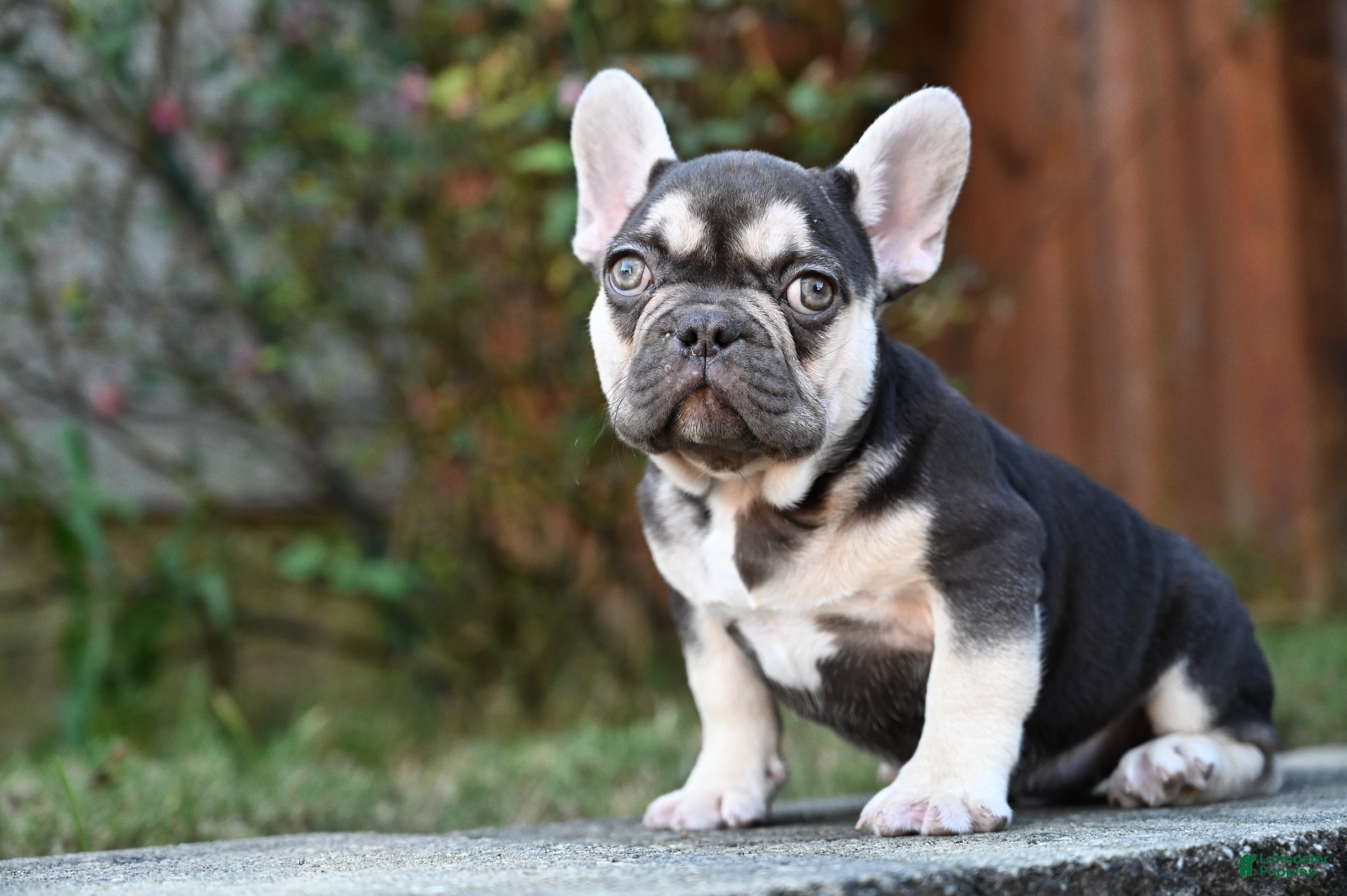 French Bulldog dogs Carmen  - Ad 1