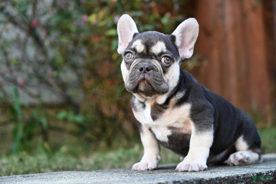 French Bulldog dogs for sale: Carmen  - Ad 1