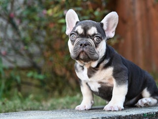 French Bulldog dogs Carmen - Ad 3