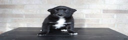 Mixed Breed dogs for sale: Sally - Ad 4