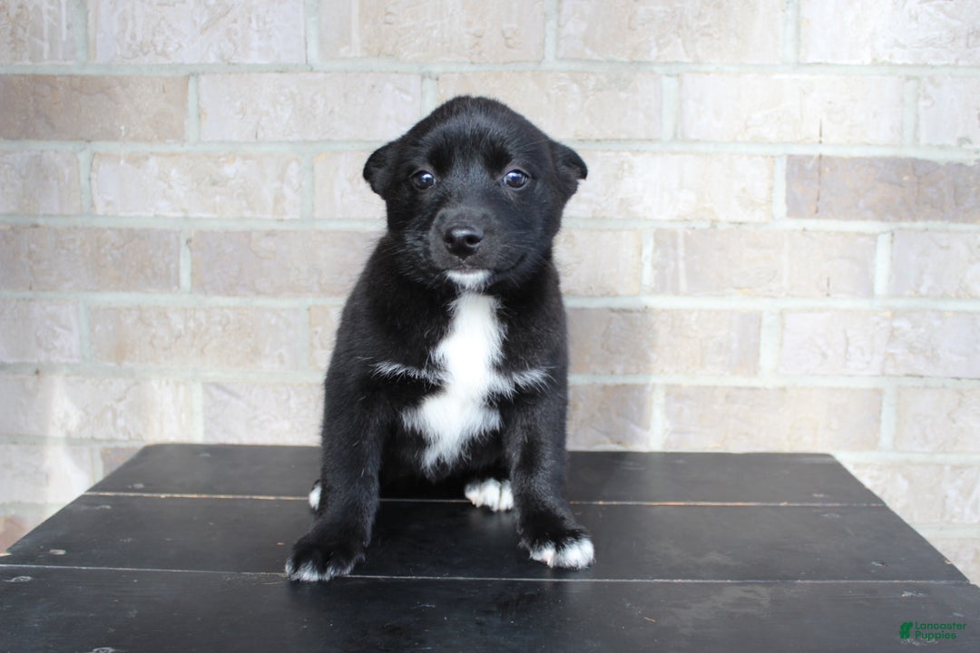 Mixed Breed dogs for sale: Sally - Ad 4