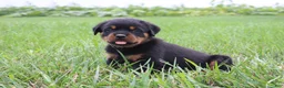 Rottweiler dogs for sale: Brock - Ad 8