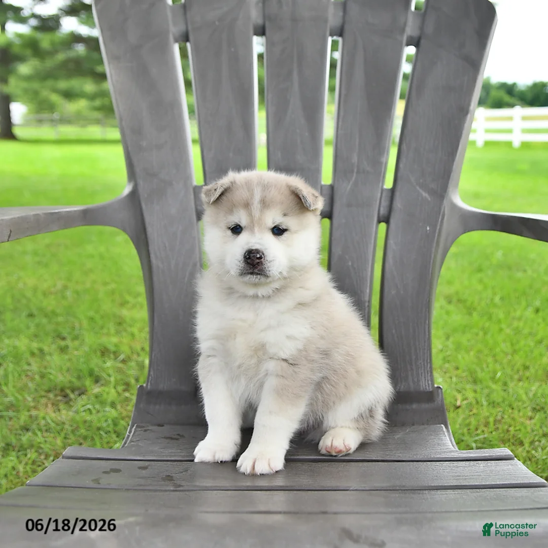 Pomsky dogs for sale: Aden - Ad 1