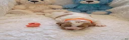 Brittany Spaniel dogs for sale: Brittany Spaniel 2 - Ad 3