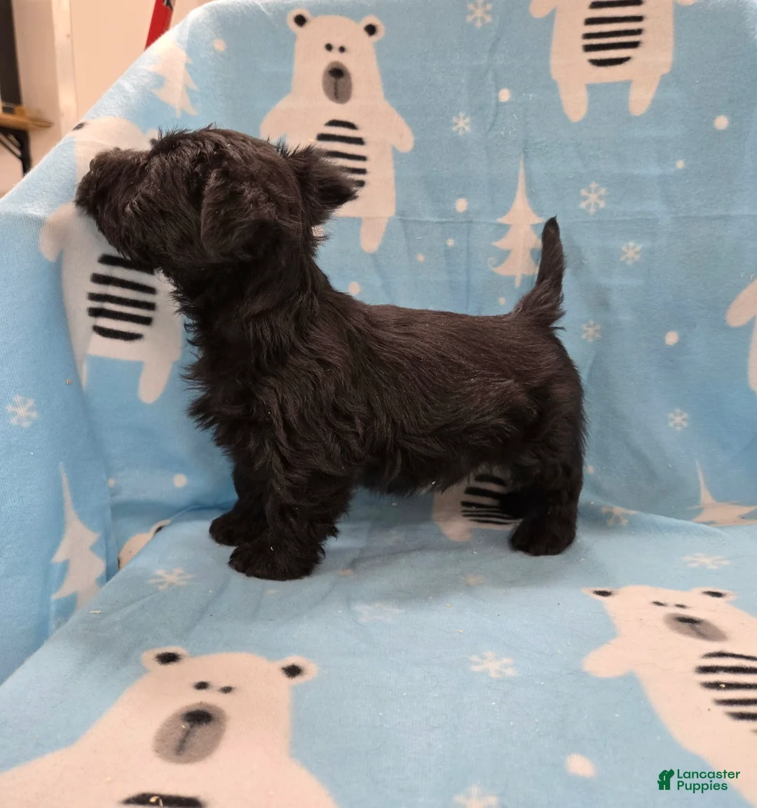 Scottish Terrier dogs for sale: Murrey - Ad 2